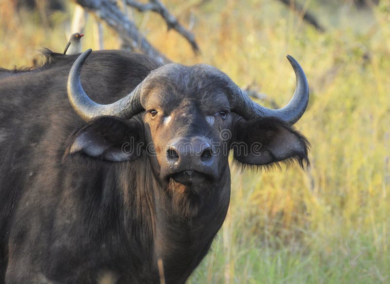 Οι αφρικανικοί βούβαλοι με oxpecker στην πλάτη του κοιτάζοντας προς το θεατή στο φως βραδιού στοκ εικόνες