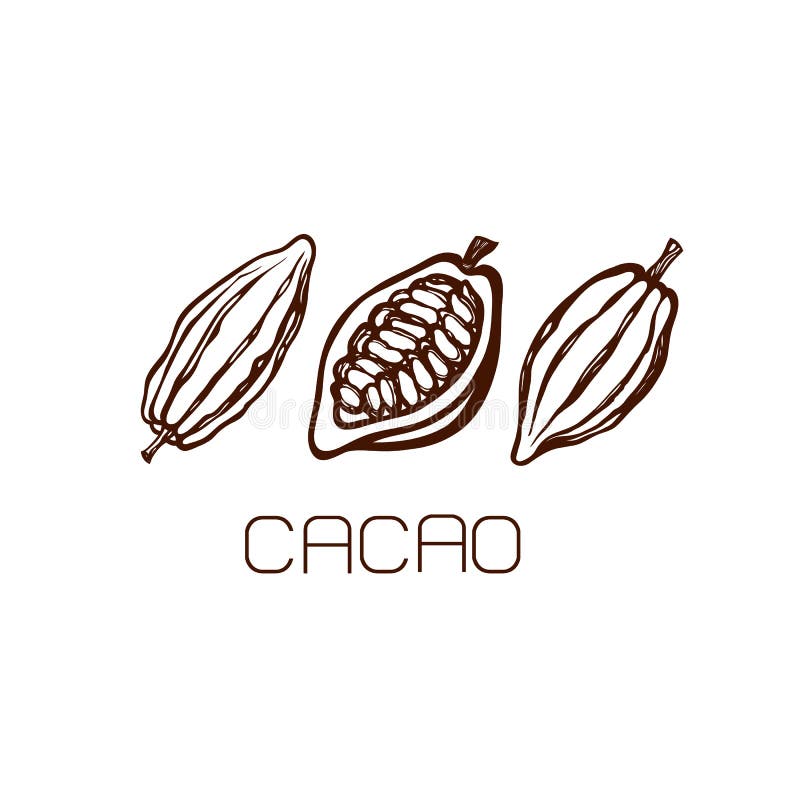 The ts of cocoa beans. Set. Hand drawn. Label. Logo. Vector illustration. The ts of cocoa beans. Set. Hand drawn. Label. Logo. Vector illustration.