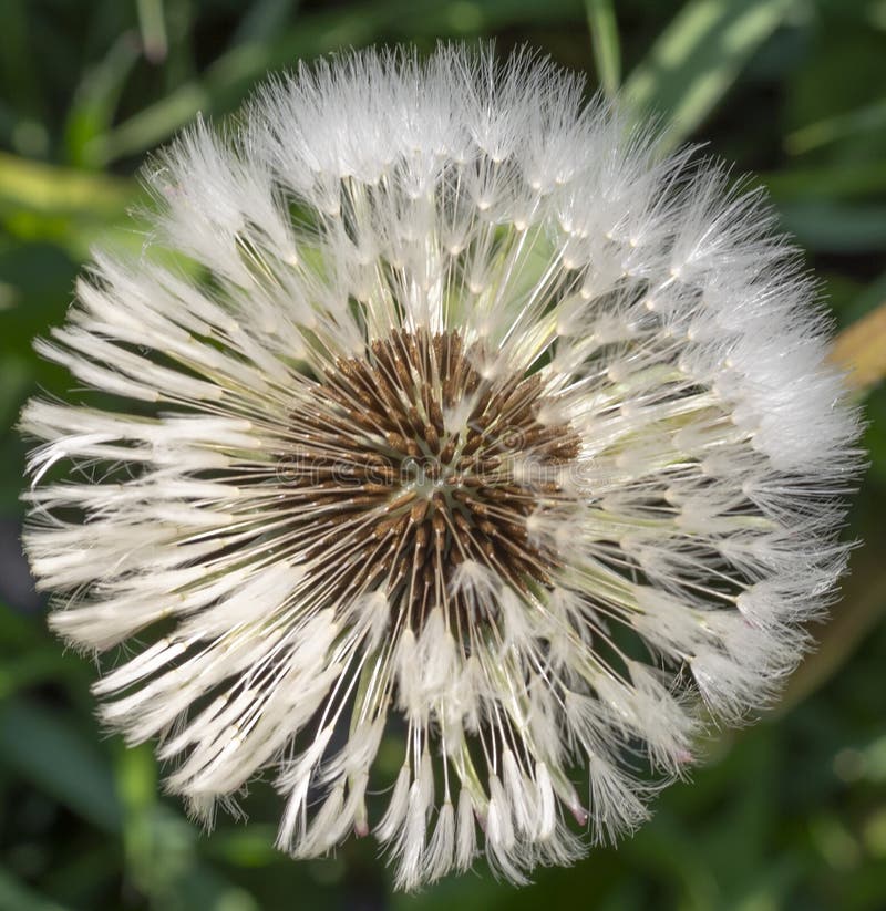 οι κοινοί λευκοί σπόροι ανθοκεφαλής dandelion taraxacum officinale. μπάλα ή ρολόι. προβολή επάνω. κλείσιμο.