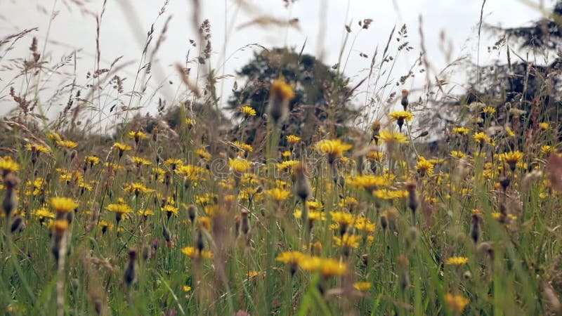 Οι μίσχοι της χλόης και των wildflowers ταλαντεύονται στον αέρα