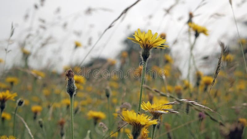 Οι μίσχοι της χλόης και των wildflowers ταλαντεύονται στον αέρα