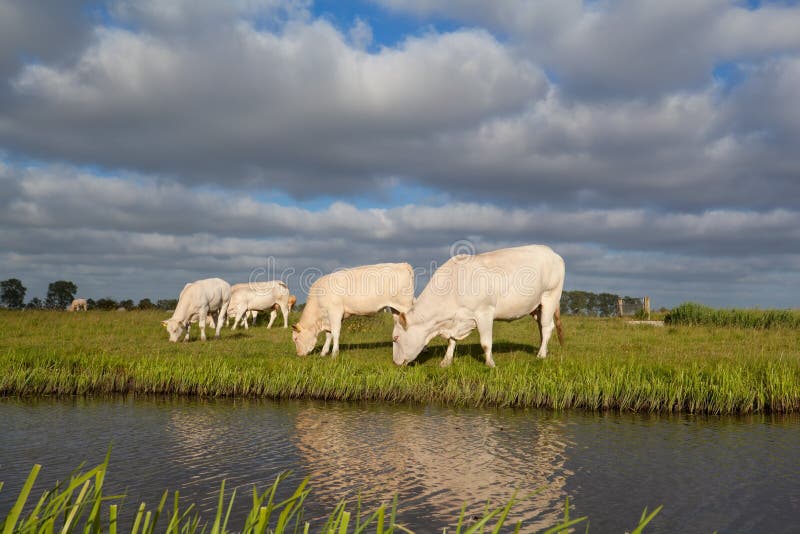 Beige cows graze on pasture by river. Beige cows graze on pasture by river