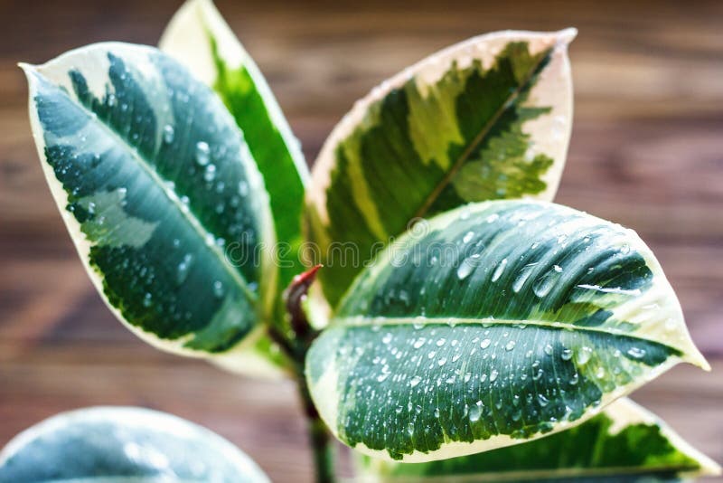 Οι σε δοχείο εγκαταστάσεις elastica ficus, σε ένα ξύλινο υπόβαθρο, κινηματογράφηση σε πρώτο πλάνο, selectiv στρέφονται Αστική κηπ στοκ εικόνες Οι σε δοχείο εγκαταστάσεις elastica ficus, σε ένα ξύλινο υπόβαθρο, κινηματογράφηση σε πρώτο πλάνο, selectiv στρέφονται Αστική κηπ στοκ εικόνες