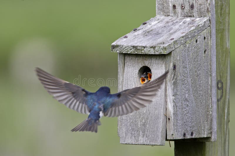 Tree Swallow (Tachycineta bicolor) feeding juveniles. Tree Swallow (Tachycineta bicolor) feeding juveniles