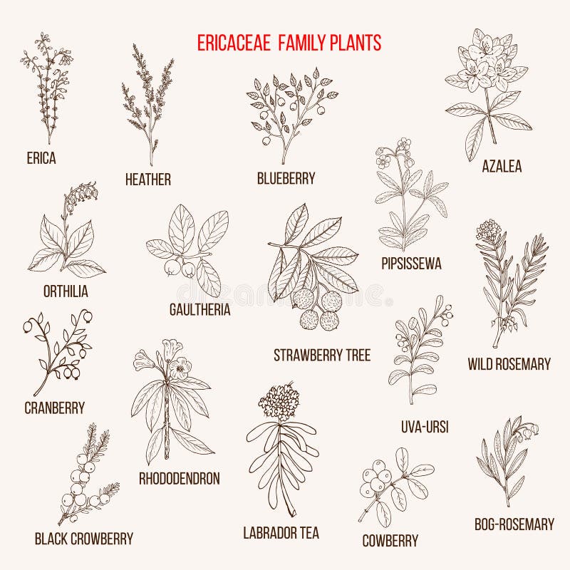 Ericaceae or heather family of flowering plants. Hand drawn botanical vector illustration. Ericaceae or heather family of flowering plants. Hand drawn botanical vector illustration