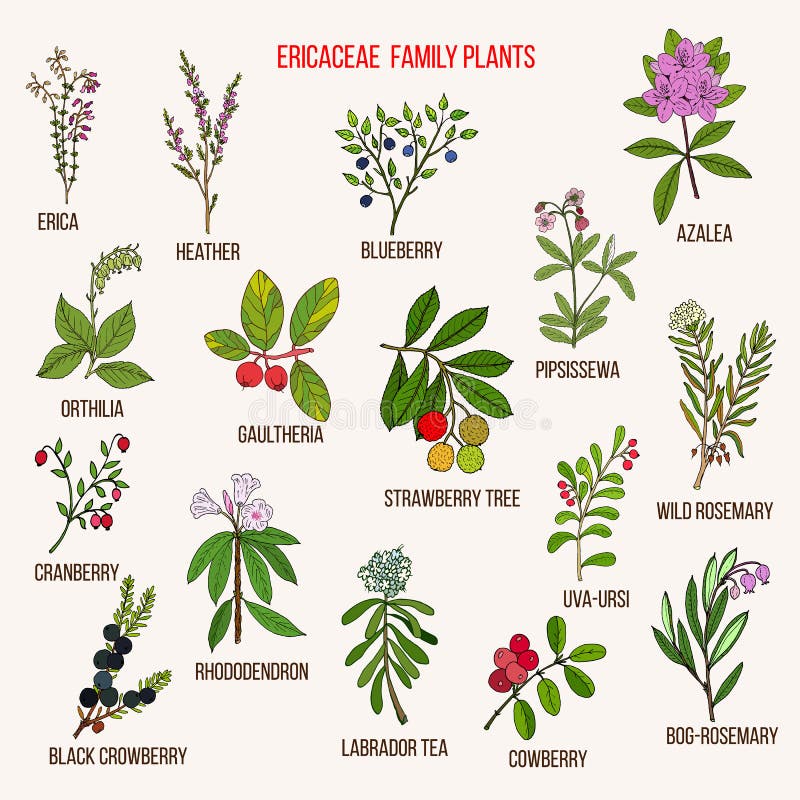 Ericaceae or heather family of flowering plants. Hand drawn botanical vector illustration. Ericaceae or heather family of flowering plants. Hand drawn botanical vector illustration