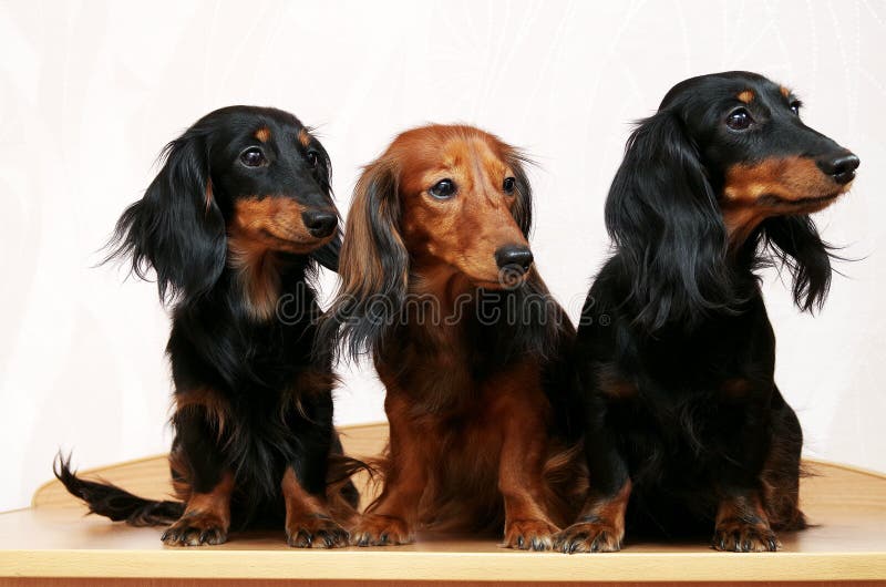 Οικογένεια τριών dachshunds στοκ εικόνα Οικογένεια τριών dachshunds στοκ εικόνα