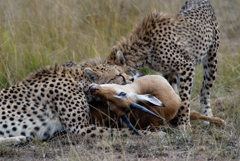 Cheetah family, catching and devouring a gazelle on the African savannah, Kenya. Cheetah family, catching and devouring a gazelle on the African savannah, Kenya