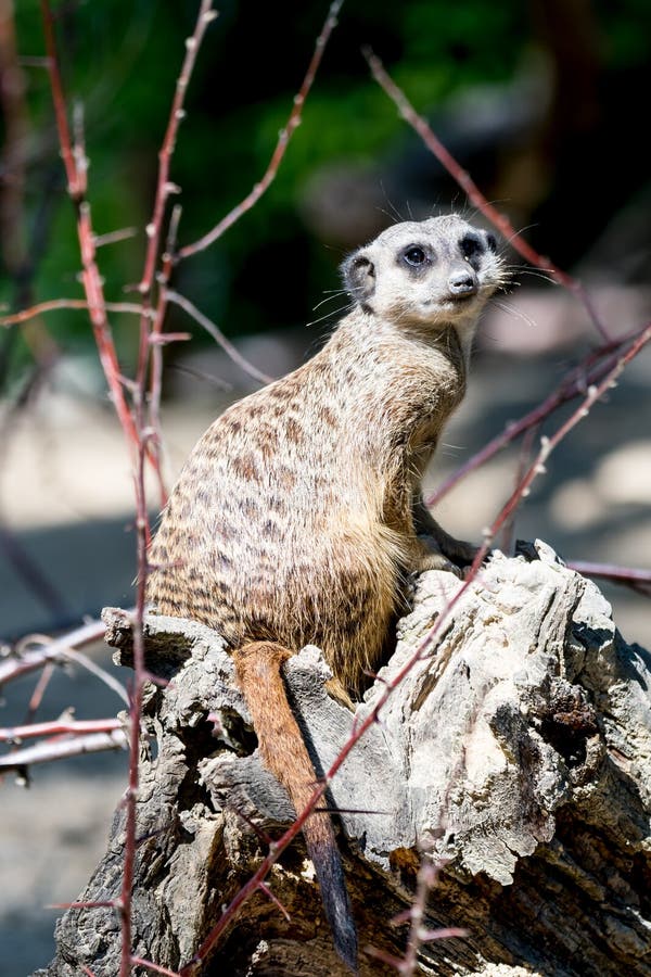 Οικογένεια των merkats που προσέχει για τους εχθρούς στοκ εικόνα με δικαίωμα ελεύθερης χρήσης Οικογένεια των merkats που προσέχει για τους εχθρούς στοκ εικόνα με δικαίωμα ελεύθερης χρήσης