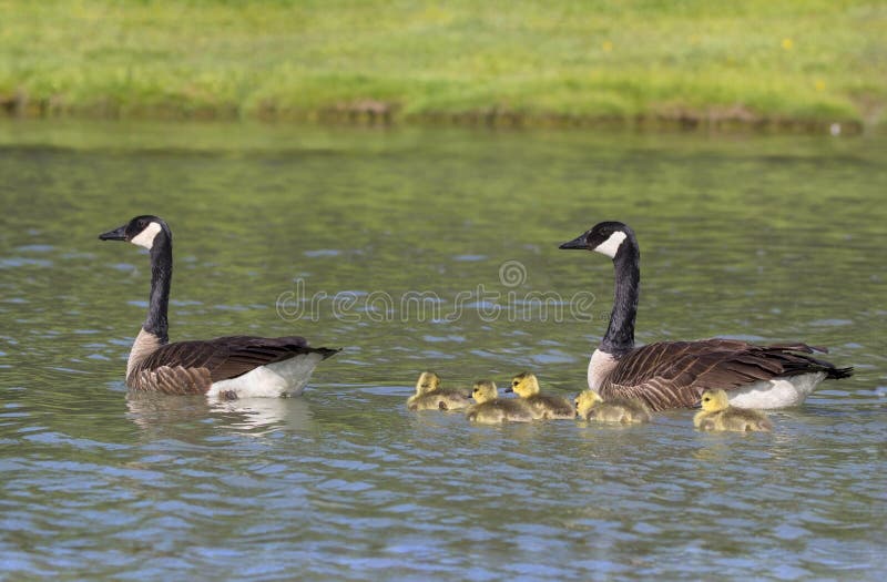 Οικογένεια των χήνων στοκ φωτογραφίες με δικαίωμα ελεύθερης χρήσης