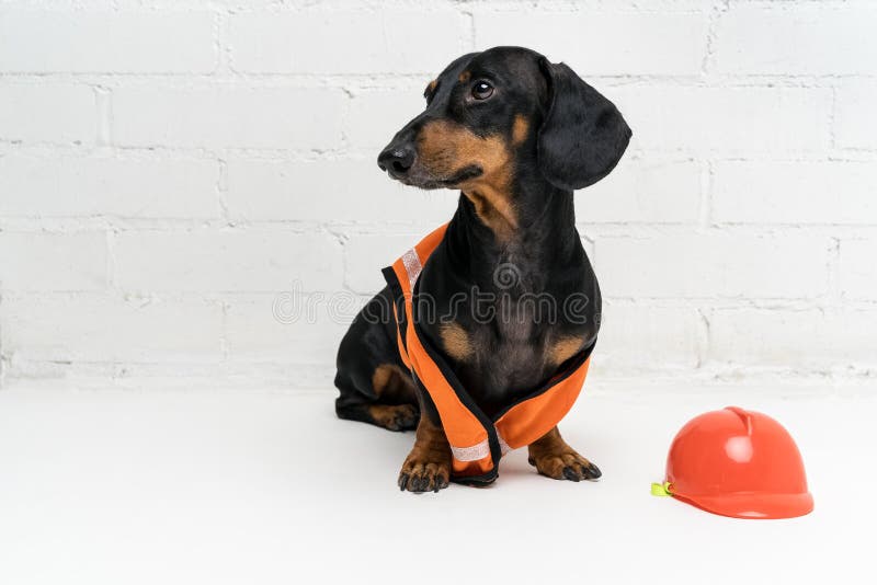 Οικοδόμος σκυλιών dachshund σε ένα πορτοκαλί κράνος κατασκευής και μια φανέλλα, σε ένα άσπρο κλίμα τουβλότοιχος στοκ εικόνες
