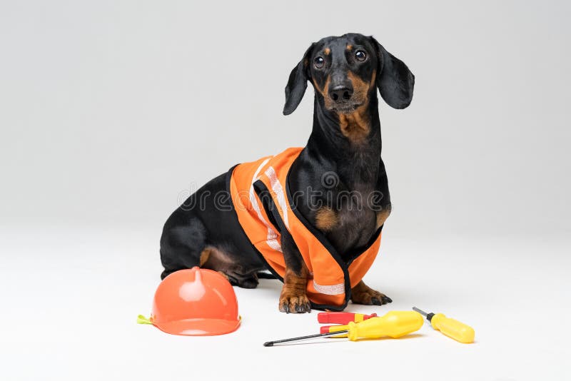 Οικοδόμος σκυλιών dachshund σε ένα πορτοκαλί κράνος κατασκευής με το διάφορο κατσαβίδι εργαλείων κατασκευής, πένσες, στο γκρίζο υ στοκ φωτογραφία με δικαίωμα ελεύθερης χρήσης