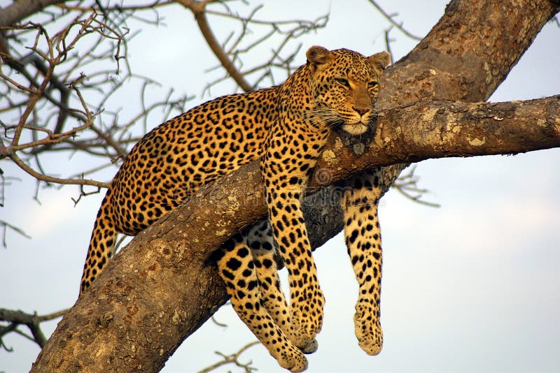 Leopard at Ngala Private Game Reserve, South Africa. Leopard at Ngala Private Game Reserve, South Africa