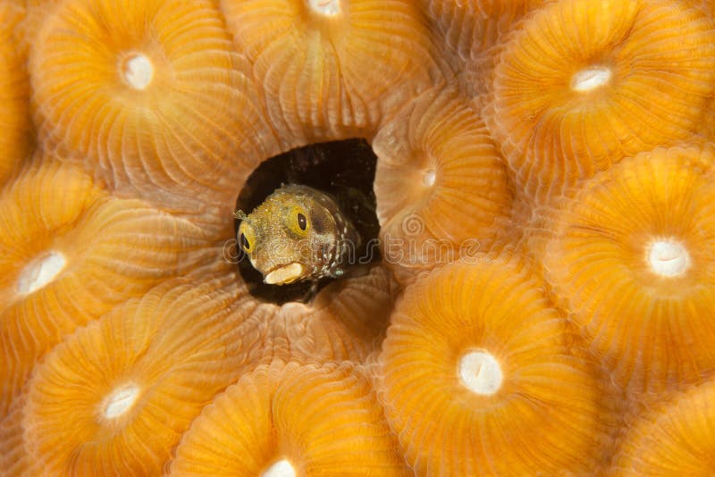 Secretary Blenny (Acanthemblemaria maria) hiding in a coral head - Bonaire, Netherlands Antilles. Secretary Blenny (Acanthemblemaria maria) hiding in a coral head - Bonaire, Netherlands Antilles