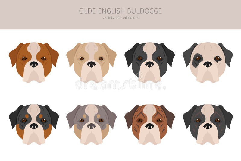 ολότελα αγγλικό clipart bulldogge leavitation bulldog. σύνολο χρωμάτων οικιακής χρήσης ελεύθερη απεικόνιση δικαιώματος