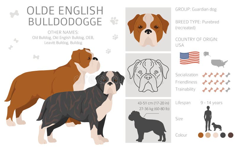 ολότελα αγγλικό clipart bulldogge leavitation bulldog. σύνολο χρωμάτων οικιακής χρήσης ελεύθερη απεικόνιση δικαιώματος