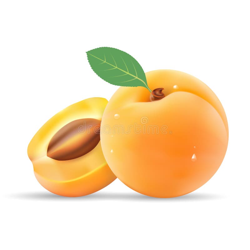 Group Of Ripe Sliced Apricot With Leaves Isolated On A White Background. Realistic Vector Illustration. Design for grocery, culinary products, seasoning, recipe web site decoration, cooking book. Group Of Ripe Sliced Apricot With Leaves Isolated On A White Background. Realistic Vector Illustration. Design for grocery, culinary products, seasoning, recipe web site decoration, cooking book.