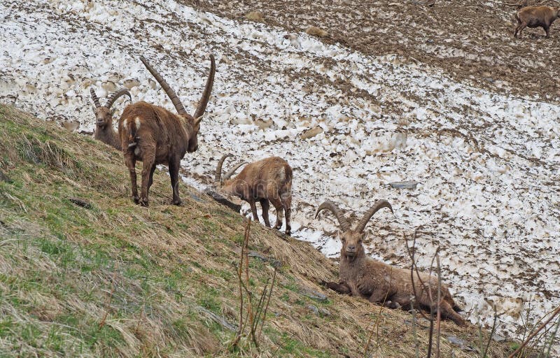 Ομάδα αλπικού αγριοκάτσικου snowfield την άνοιξη στην εποχή που καλύπτονται με το βρώμικο χιόνι των συντριμμιών Ιταλία, Άλπεις Or στοκ εικόνες Ομάδα αλπικού αγριοκάτσικου snowfield την άνοιξη στην εποχή που καλύπτονται με το βρώμικο χιόνι των συντριμμιών Ιταλία, Άλπεις Or στοκ εικόνες