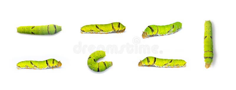 ομάδα ασβεστολιθικών πεταλούδων απομονωμένη σε λευκό φόντο. έντομο. ζώο. πράσινο σκουλήκι
