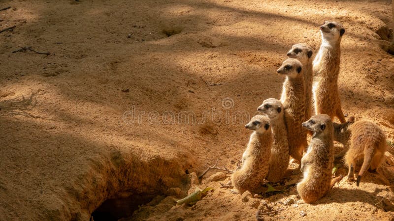 Ομάδα αστείων meerkats στο ζωολογικό κήπο στη Βαρκελώνη στοκ εικόνες Ομάδα αστείων meerkats στο ζωολογικό κήπο στη Βαρκελώνη στοκ εικόνες