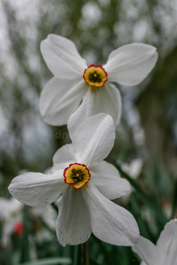 Ομάδα ναρκίσσων σχετικά με τον κήπο, daffodil χρόνος άνθισης την άνοιξη στοκ φωτογραφία Ομάδα ναρκίσσων σχετικά με τον κήπο, daffodil χρόνος άνθισης την άνοιξη στοκ φωτογραφία