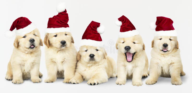 Ομάδα χρυσό Retriever πέντε που φορά τα καπέλα Santa στοκ εικόνες με δικαίωμα ελεύθερης χρήσης