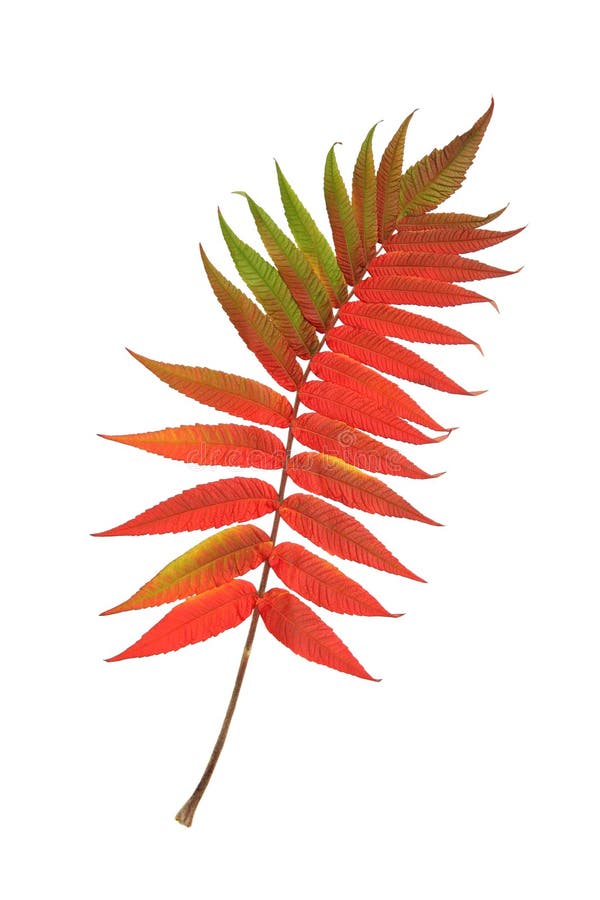 Rowan leaf in Autumn against a white background. (Sorbus Embley, known for its flaming scarlet color in Autumn.). Rowan leaf in Autumn against a white background. (Sorbus Embley, known for its flaming scarlet color in Autumn.)