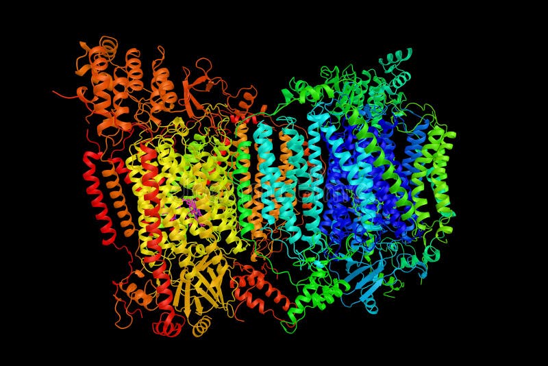 Cytochrome c oxidase, subunit Vb, a subunit of mitochondrial cytochrome c oxidase complex, an oligomeric enzymatic complex which is a component of the respiratory chain complex. 3d rendering. Cytochrome c oxidase, subunit Vb, a subunit of mitochondrial cytochrome c oxidase complex, an oligomeric enzymatic complex which is a component of the respiratory chain complex. 3d rendering.