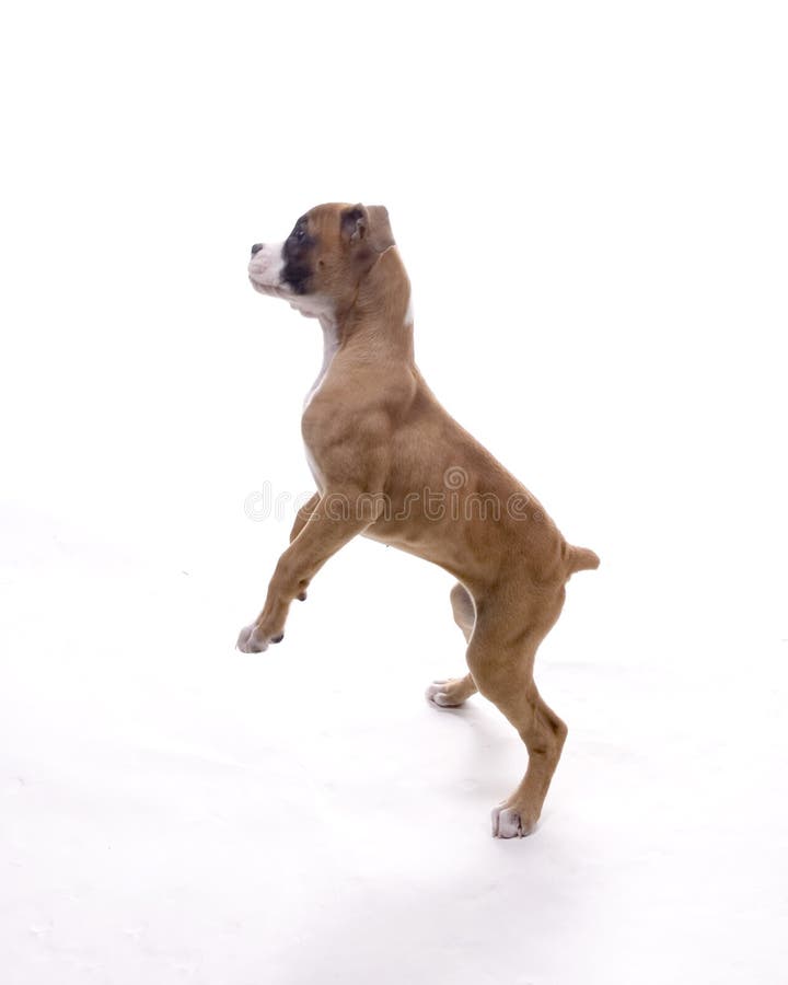 3 month old Boxer puppy standing on hind legs. 3 month old Boxer puppy standing on hind legs