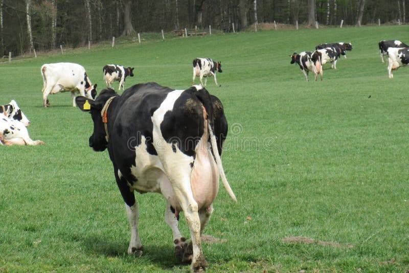 οπίσθια όψη αγελάδας γαλακτοπαραγωγής με πλήρες ύψος σε βοσκότοπο στο schleswigholstein γερμανία