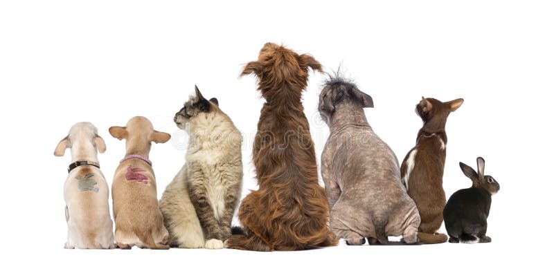 Οπισθοσκόπος μιας ομάδας κατοικίδιων ζώων, σκυλιά, γάτες, κουνέλι, κάθισμα