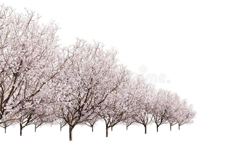 Orchard of flowering fruit trees isolated on white background. 3D render. 3D illustration. Orchard of flowering fruit trees isolated on white background. 3D render. 3D illustration.