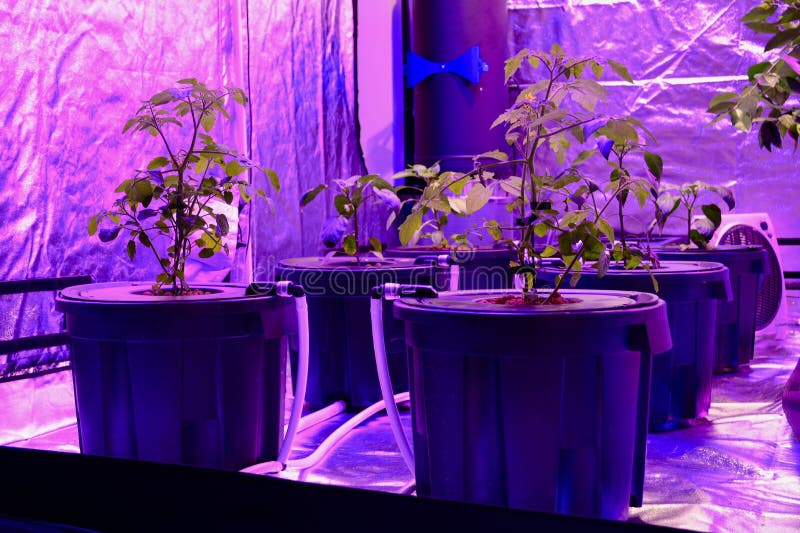 Οργάνωση Aquaponics με τους φυτο λαμπτήρες που δίνουν το παράξενο κόκκινο φως Κάποια ανάπτυξη λαχανικών στο έξω από τη γη υπόστρω στοκ φωτογραφίες με δικαίωμα ελεύθερης χρήσης Οργάνωση Aquaponics με τους φυτο λαμπτήρες που δίνουν το παράξενο κόκκινο φως Κάποια ανάπτυξη λαχανικών στο έξω από τη γη υπόστρω στοκ φωτογραφίες με δικαίωμα ελεύθερης χρήσης