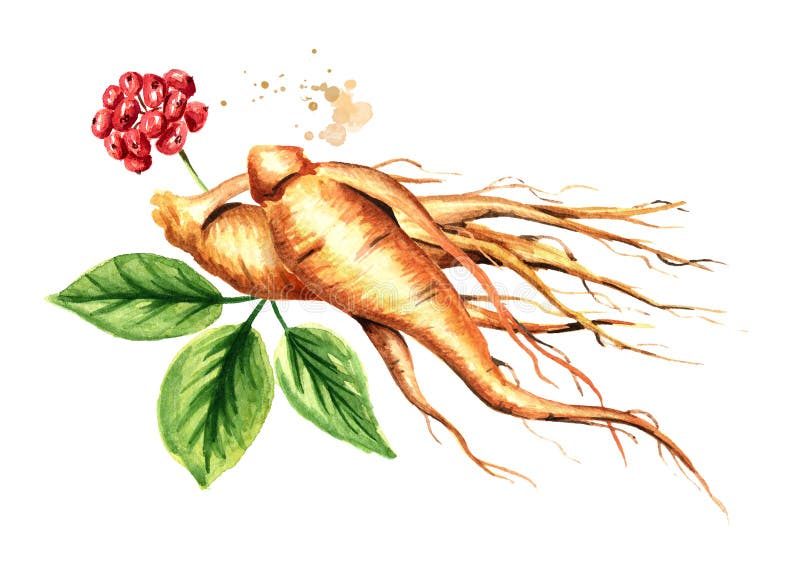 Οργανική φρέσκια ρίζα ginseng και πράσινα φύλλα Συρμένη χέρι απεικόνιση Watercolor που απομονώνεται στο άσπρο υπόβαθρο διανυσματική απεικόνιση Οργανική φρέσκια ρίζα ginseng και πράσινα φύλλα Συρμένη χέρι απεικόνιση Watercolor που απομονώνεται στο άσπρο υπόβαθρο διανυσματική απεικόνιση