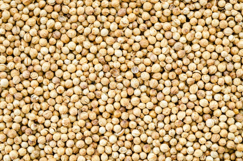 Οργανικοί ξηροί σπόροι κορίανδρου (Coriandrum sativum) στοκ εικόνες με δικαίωμα ελεύθερης χρήσης Οργανικοί ξηροί σπόροι κορίανδρου (Coriandrum sativum) στοκ εικόνες με δικαίωμα ελεύθερης χρήσης