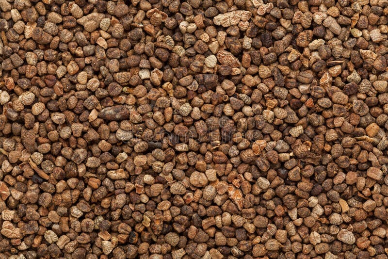 Οργανικοί πράσινοι σπόροι καρδάμωμων (cardamomum Elettaria) στοκ εικόνα