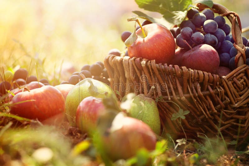 Organic fruit in basket in summer grass. Fresh grapes, pears and apples in nature. Organic fruit in basket in summer grass. Fresh grapes, pears and apples in nature