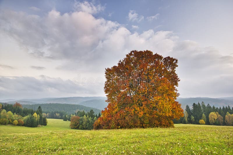 Mountain meadows near Zakluky peak with solitaire during autumn at Polana protected landscape area, Europe, Slovakia. Mountain meadows near Zakluky peak with solitaire during autumn at Polana protected landscape area, Europe, Slovakia.