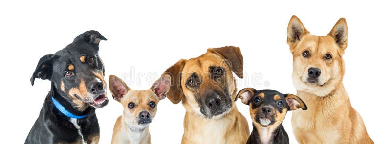 Row of different types of small medium and large mixed breed dogs over white on a horizontal web banner. Row of different types of small medium and large mixed breed dogs over white on a horizontal web banner