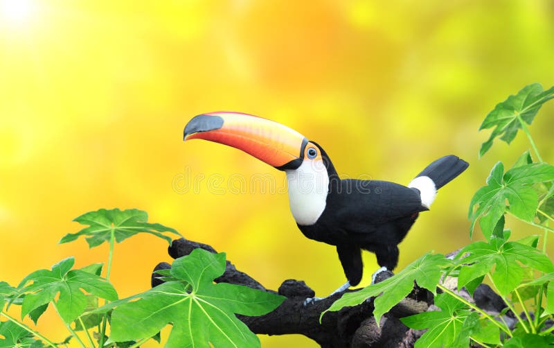 Οριζόντιο έμβλημα με το όμορφο ζωηρόχρωμο toucan πουλί στοκ εικόνες