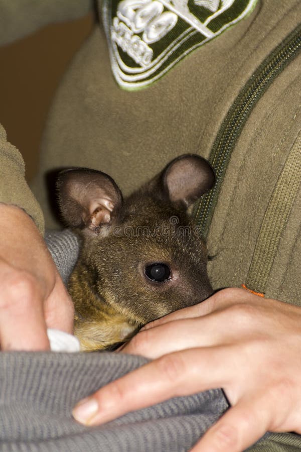 ορφανό και φορεμένο κοκκινισμένο wallaby μωρό στοκ φωτογραφία με δικαίωμα ελεύθερης χρήσης