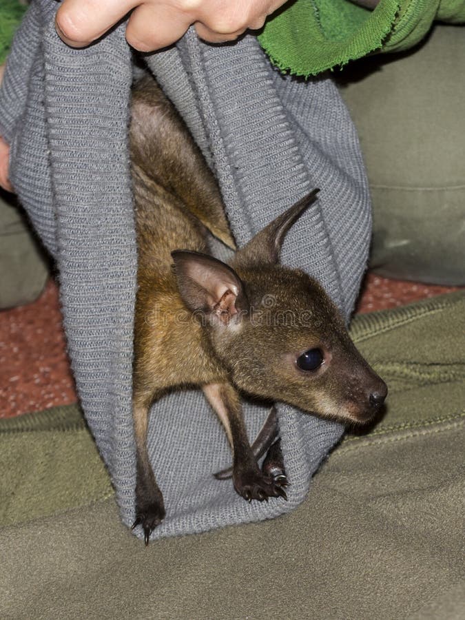 ορφανό και φορεμένο κοκκινισμένο wallaby μωρό σε ζωολογικό κήπο. κοκκινομάλλα βαλαδιά μωρό επιστημονική ονομασία