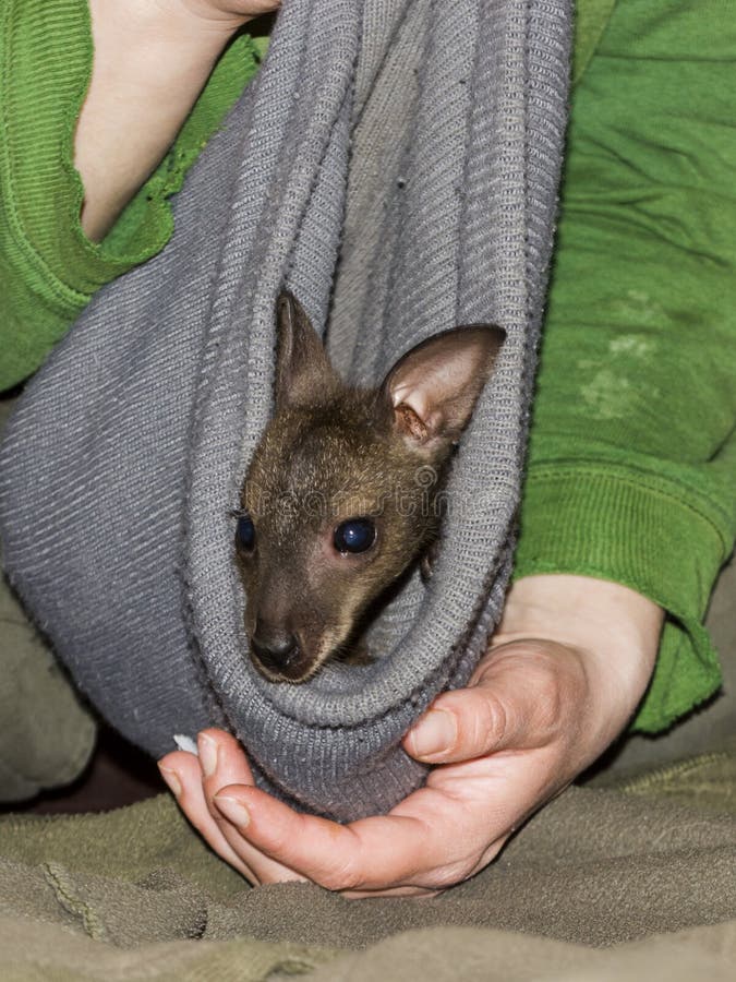 ορφανό και φορεμένο κοκκινισμένο wallaby μωρό σε ζωολογικό κήπο στοκ εικόνα με δικαίωμα ελεύθερης χρήσης