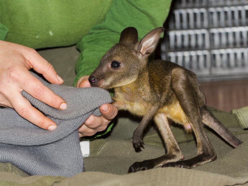 ορφανό και φορεμένο κοκκινισμένο wallaby μωρό σε ζωολογικό κήπο στοκ φωτογραφία με δικαίωμα ελεύθερης χρήσης
