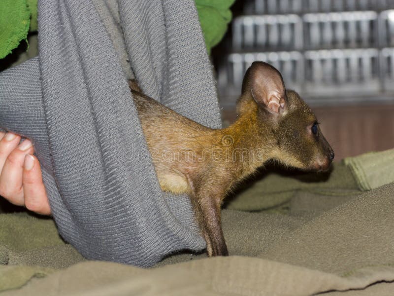 ορφανό και φορεμένο κοκκινισμένο wallaby μωρό σε ζωολογικό κήπο στοκ φωτογραφία με δικαίωμα ελεύθερης χρήσης