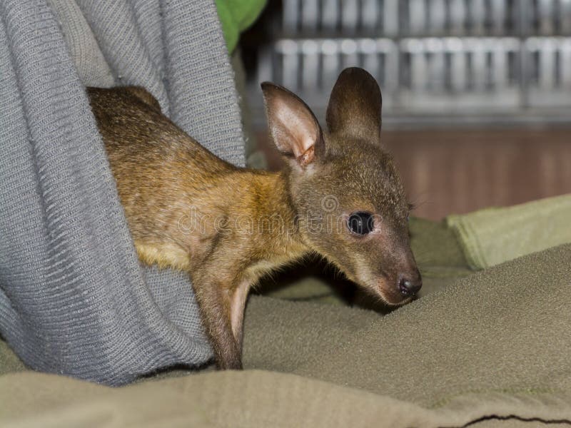 ορφανό και φορεμένο κοκκινισμένο wallaby μωρό σε ζωολογικό κήπο στοκ φωτογραφία με δικαίωμα ελεύθερης χρήσης
