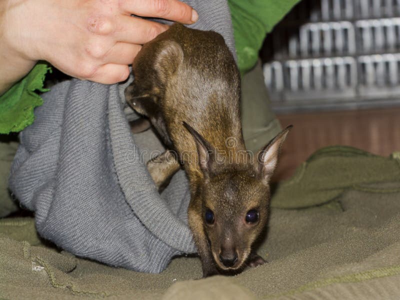 ορφανό και φορεμένο κοκκινισμένο wallaby μωρό σε ζωολογικό κήπο στοκ φωτογραφία