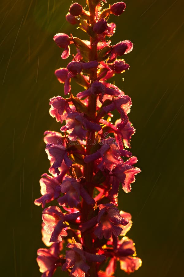 Ορχιδέα βατράχων έλους, densiflora Gymnadenia, που ανθίζει την ευρωπαϊκή επίγεια άγρια ορχιδέα, βιότοπος φύσης, λεπτομέρεια της ό στοκ φωτογραφίες με δικαίωμα ελεύθερης χρήσης Ορχιδέα βατράχων έλους, densiflora Gymnadenia, που ανθίζει την ευρωπαϊκή επίγεια άγρια ορχιδέα, βιότοπος φύσης, λεπτομέρεια της ό στοκ φωτογραφίες με δικαίωμα ελεύθερης χρήσης