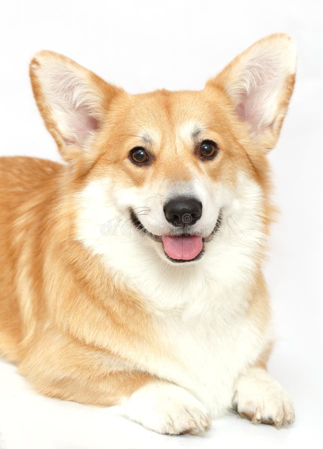 Ουαλλέζικο Corgi στο στούντιο στο άσπρο υπόβαθρο, στοκ εικόνες με δικαίωμα ελεύθερης χρήσης Ουαλλέζικο Corgi στο στούντιο στο άσπρο υπόβαθρο, στοκ εικόνες με δικαίωμα ελεύθερης χρήσης