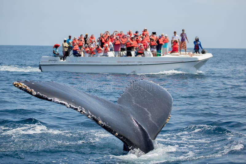 Humpback whale tail in Samana, Dominican republic and torist whale watching boat. Humpback whale tail in Samana, Dominican republic and torist whale watching boat